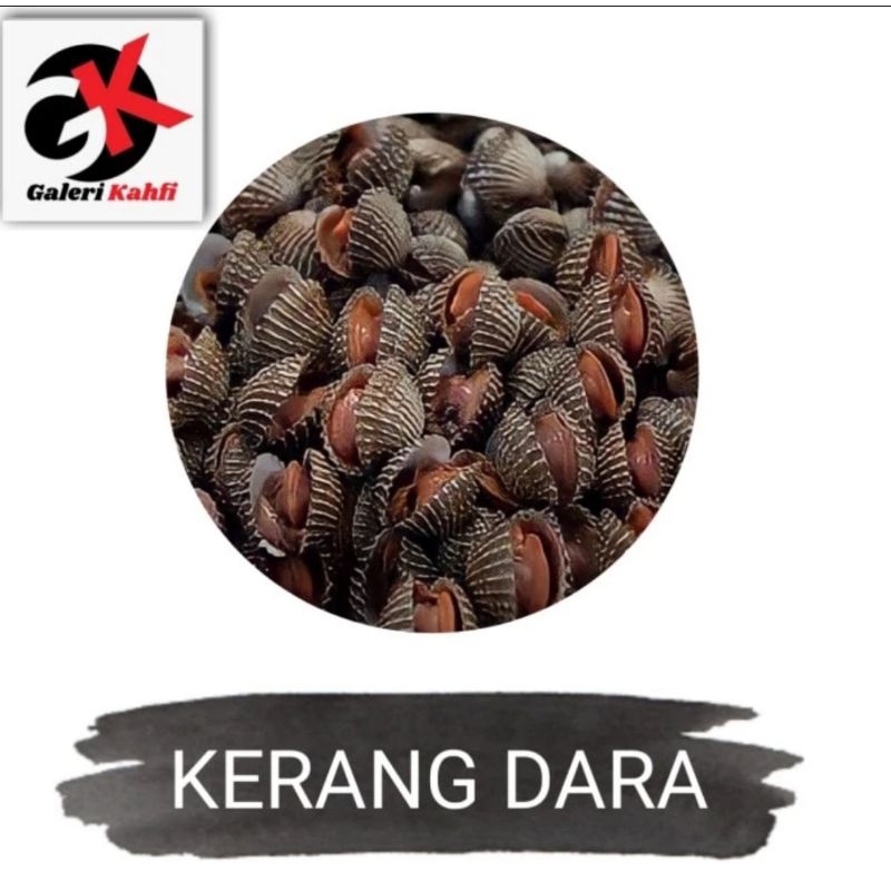 

KERANG DARA FRESH GRADE A_1Kg / KERANG DARA HIDUP SEGAR / SEAFOOD SEGAR FRESH / ANEKA OLAHAN IKAN LAUT DAN SEAFOOD