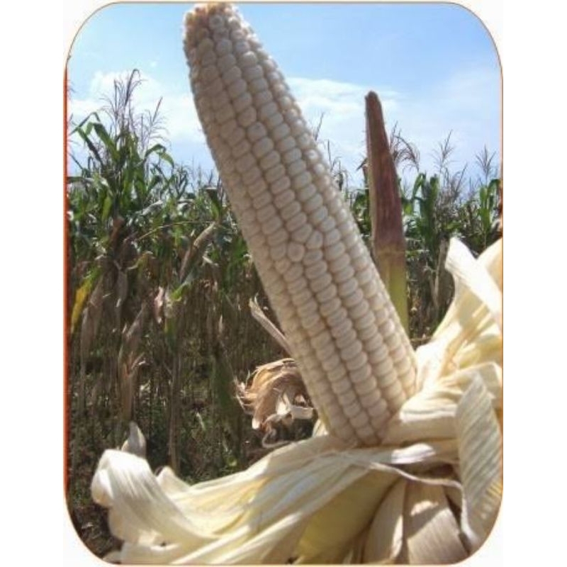 

1 KG JAGUNG PUTIH KERING HARGA GROSIR