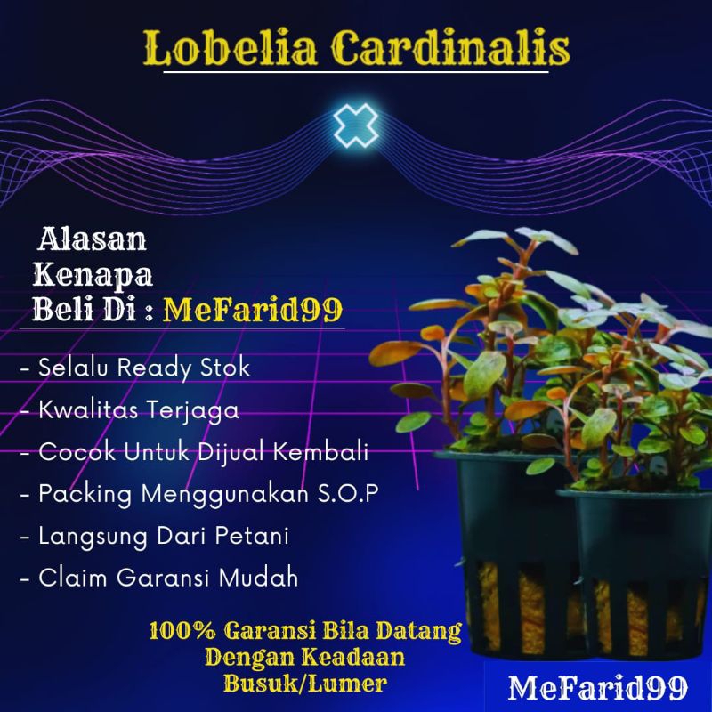 Lobelia Cardinalis Tanaman Air Akuarium Aquascape (Tanaman Aquascape Tanpa Co2)