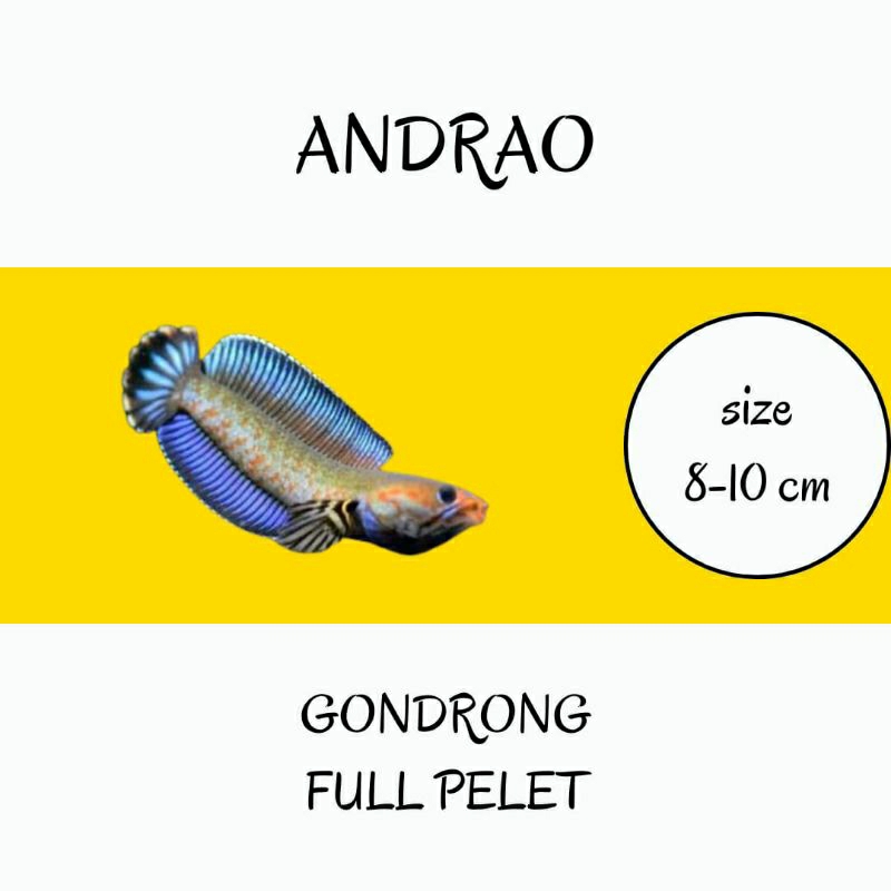 andrao 8-10 cm gondrong fullpelet