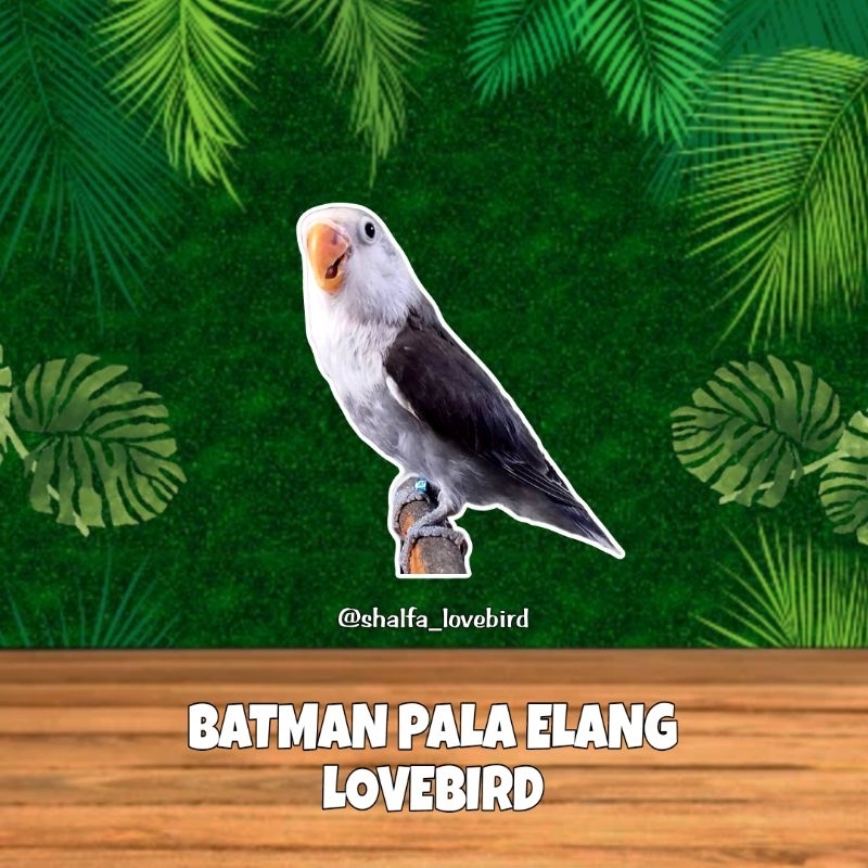 LOVEBIRD BATMAN PALA ELANG JANTAN/BETINA PAUD DAN DEWASA