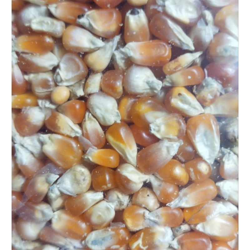 cod jagung kristal merah kecil pakan burung 1kg