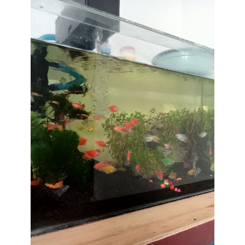 

paket Ikan Glofish 5 ekor