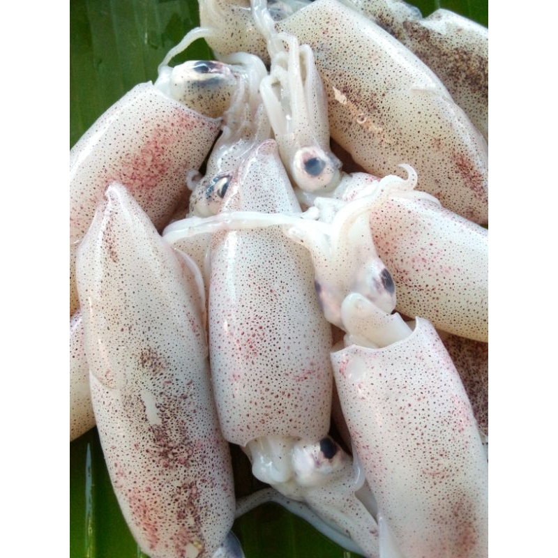 

Cumi sz besar 500 gr