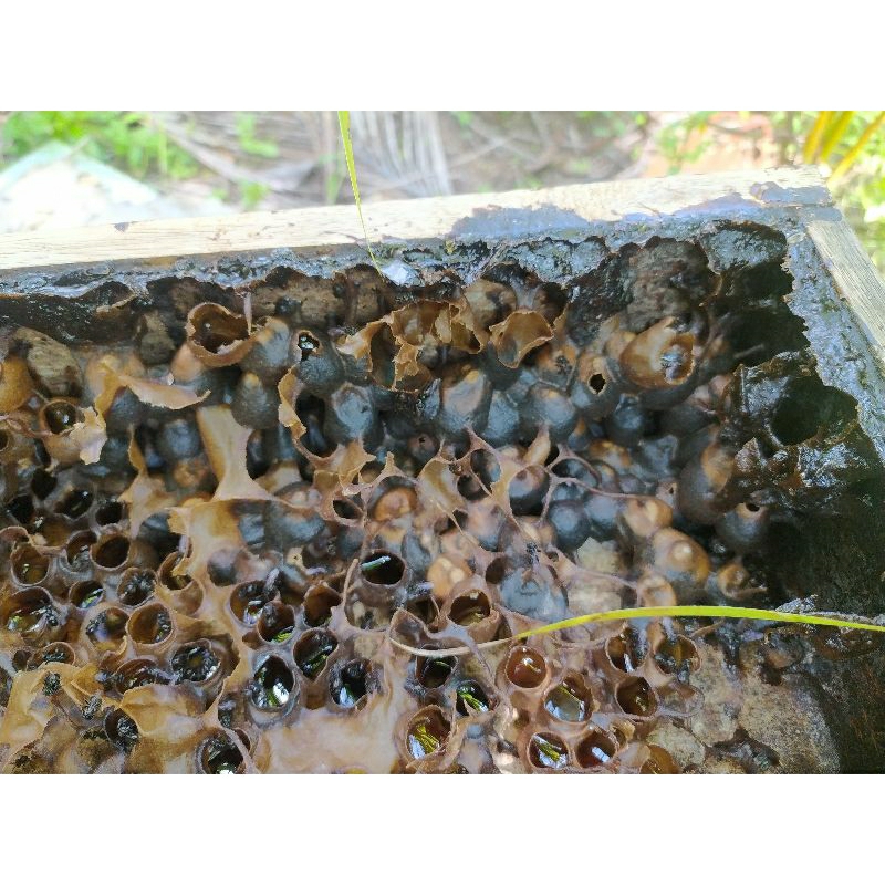

MADU HITAM KELULUT MURNI 100%