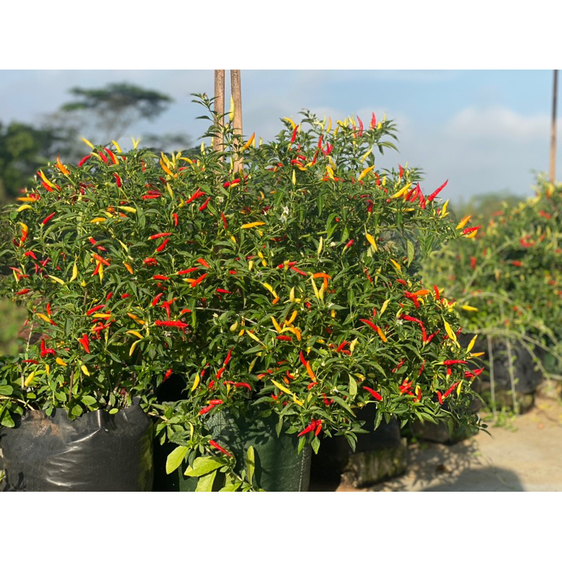 

MV BIJI BIBIT CABE RAWIT SETAN SUPER PEDAS