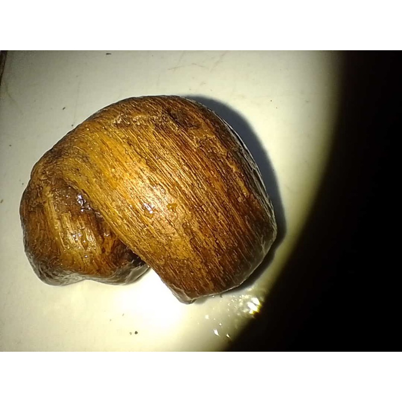BATU.FOSIL.AKAR.ASEM