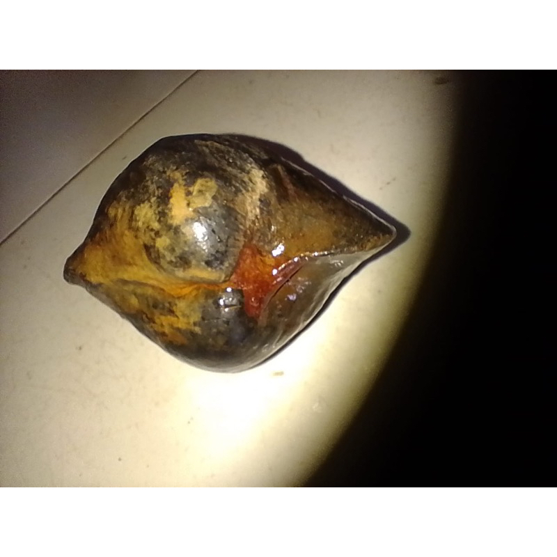 FOSIL.KIJING.JUMBU