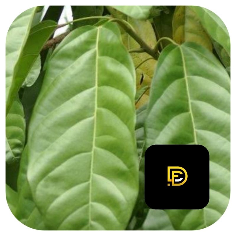 

Daun hantap daun antap segar petik langsung-az