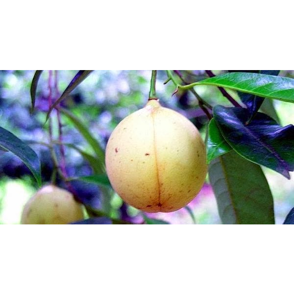 

Buah Pala Segar Metik Langsung Dari Pohon Per Buah