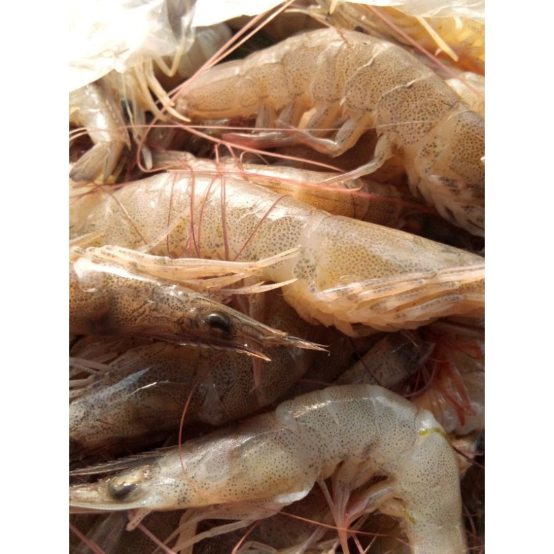 

Udang Tambak 500 gr