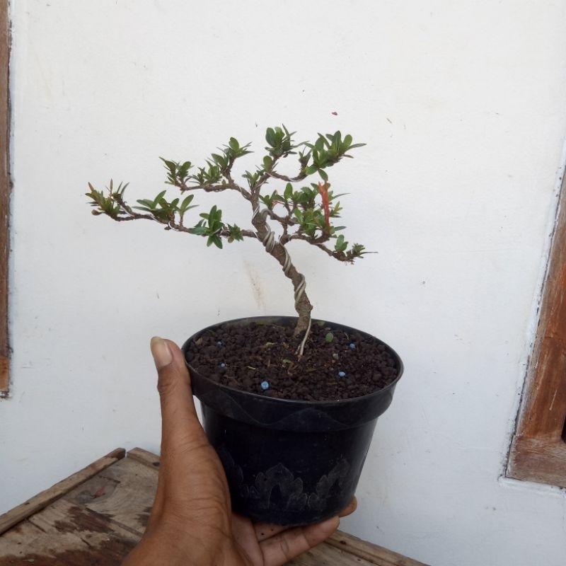 bahan bonsai asoka mikro sesuai gambar