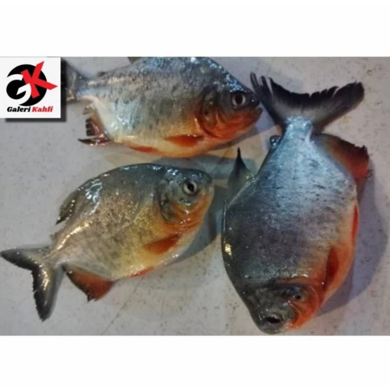 

IKAN BAWAL TAWAR FRESH GRADE A / BAWAL SEGAR / IKAN SEGAR / SEAFOOD / IKAN LAUT SEGAR / ANEKA MAKANAN IKAN FRESH