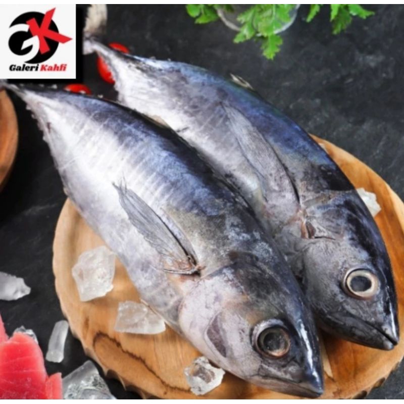 

IKAN BABY TUNA FRESH Berkualitas GRADE A / IKAN TUNA SEGAR/ IKAN LAUT SEGAR / ANEKA IKAN LAUT / ANEKA MAKANAN LAUT