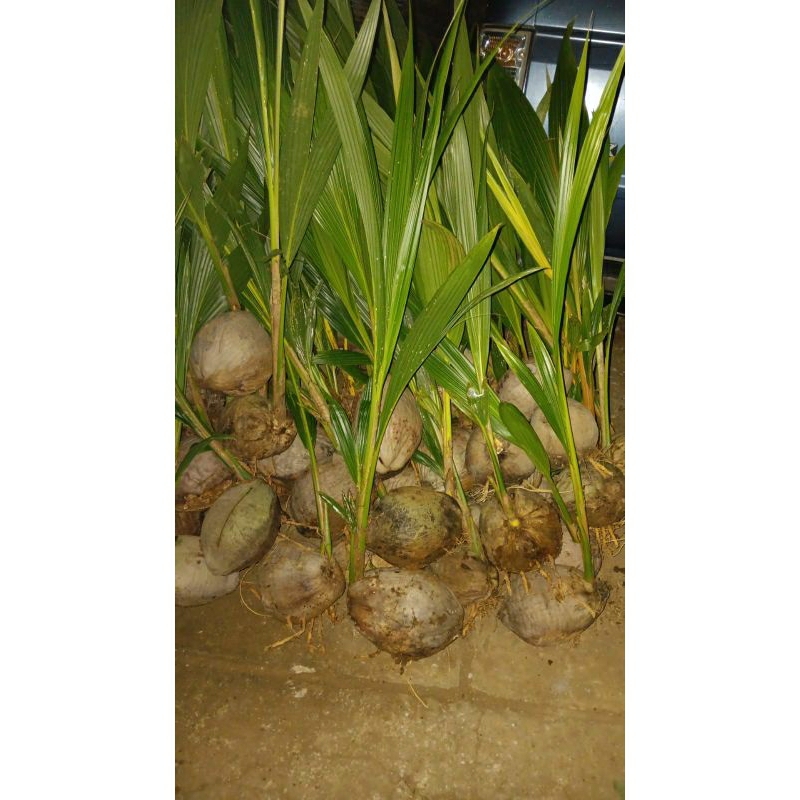 Bibit Kelapa Kopyor Asli Pati