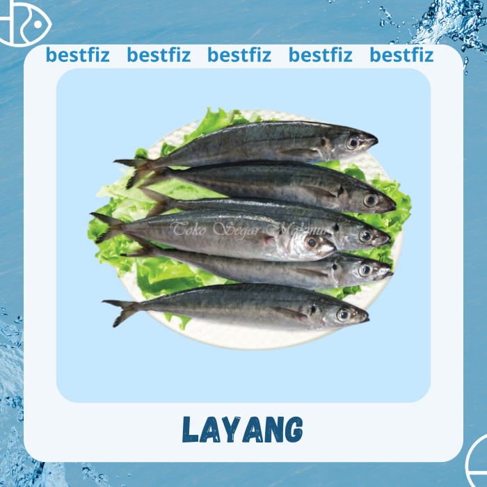 

Ikan Layang