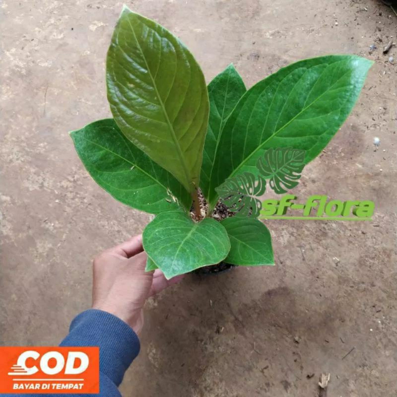 Tanaman hias  anturium jemani cobra-jemani cobra