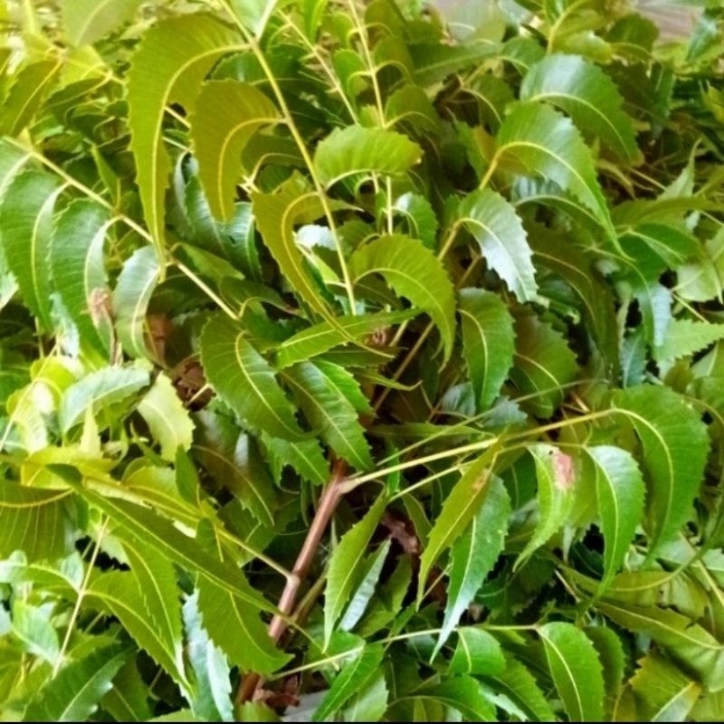 

Daun mimba segar/ daun imba/ daun imbo fresh 1 kg