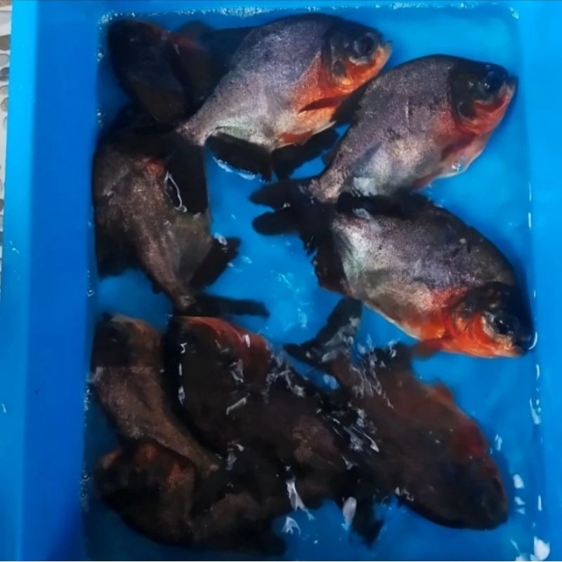 Bibit ikan bawal ukuran 4 jarian murah berkualitas