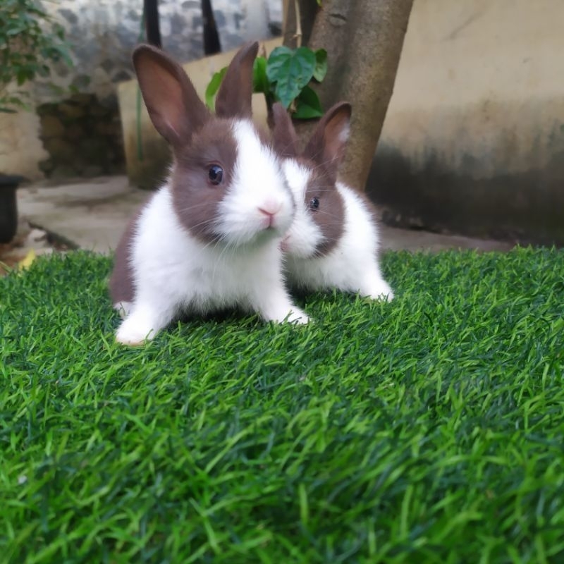 Kelinci Dutch Satuan