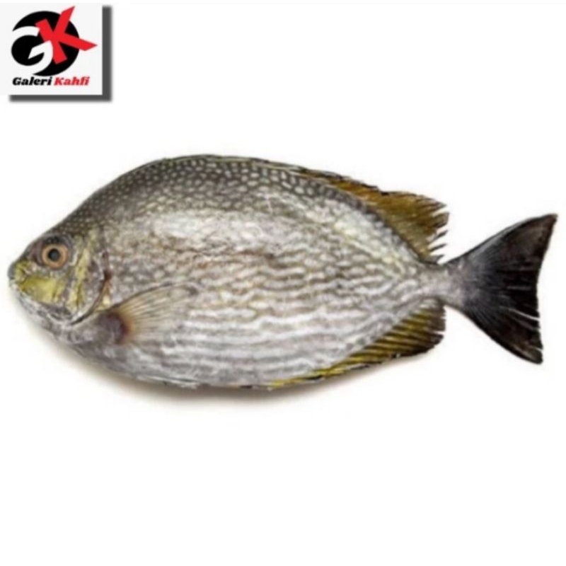 

IKAN BARONANG FRESH Berkualitas GRADE A - 1Kg / IKAN SEGAR / IKAN LAUT SEGAR / ANEKA IKAN LAUT SEGAR / SEAFOOD