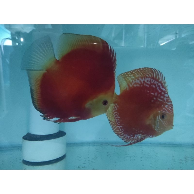 

Ikan Discus Super Red Melon + Electric Fire Pair