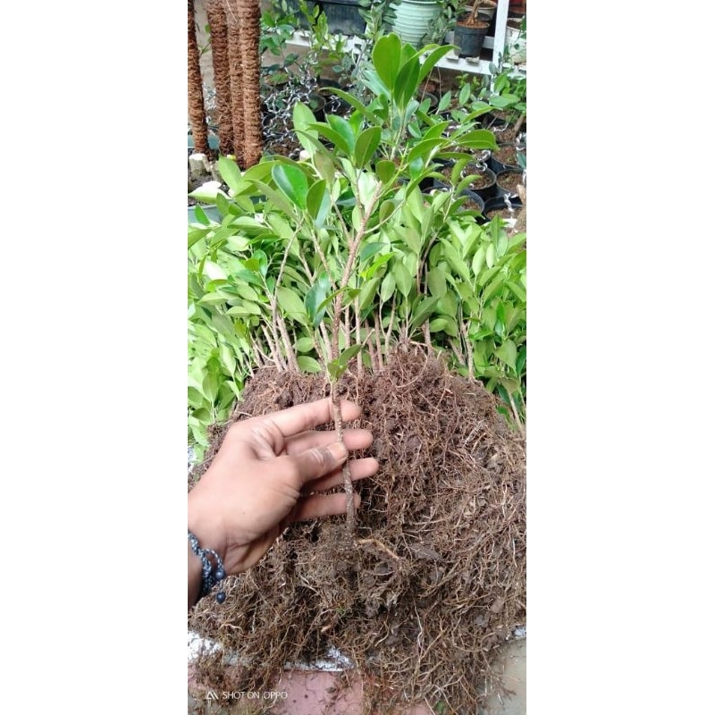 Bibit kimeng rawatan Beli 10 gratis 1 batang