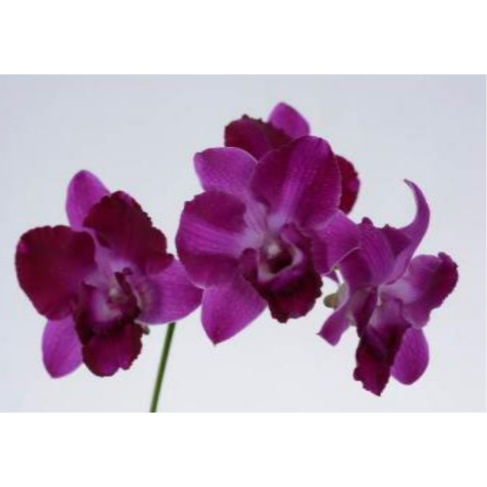 Anggrek dendrobium transient purple jarvis pra dewasa import