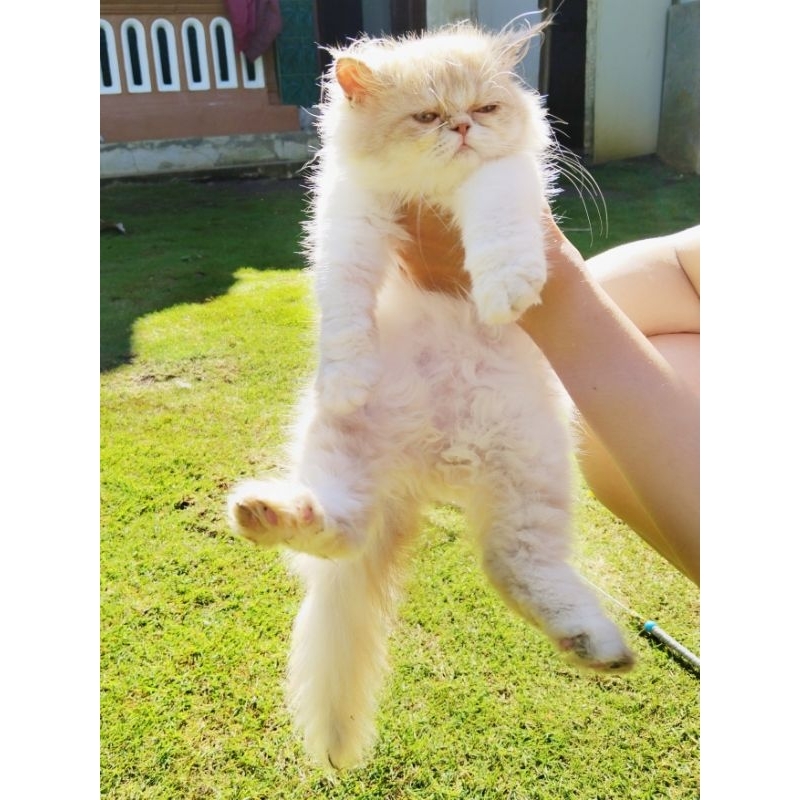 Rumah Kucing Kitten Flatnose | Kucing Lucu | Anak Kucing