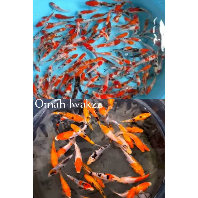 koleksi Hiasan taman kolam Koi mix