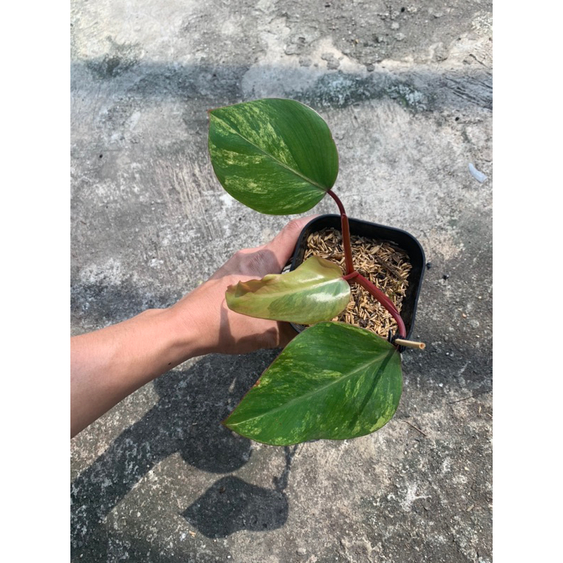 Philodendron strawberry shake