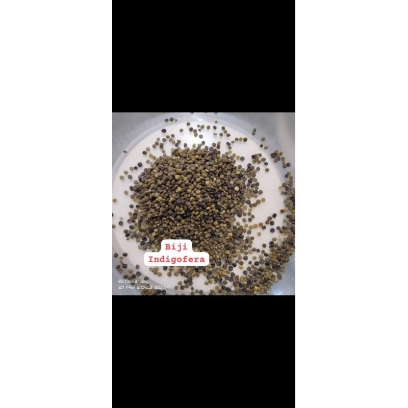 

Biji indigofera 500 kwalitas super panen coklat pohon