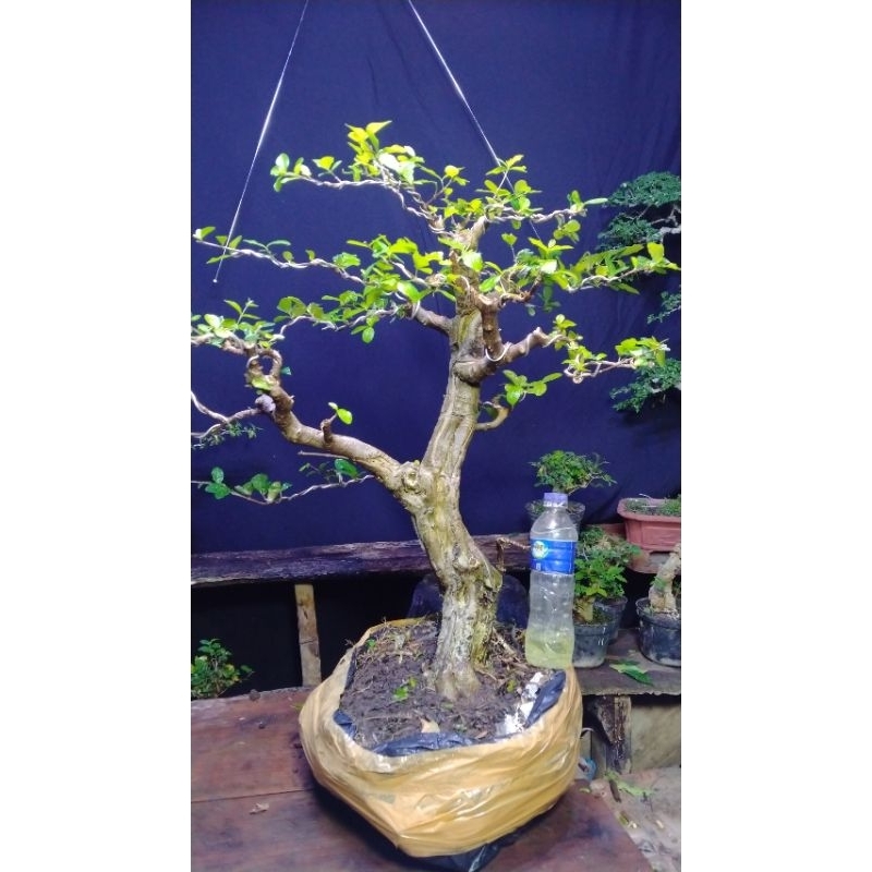 BONSAI SIANCI BARBADOS KARAKTER