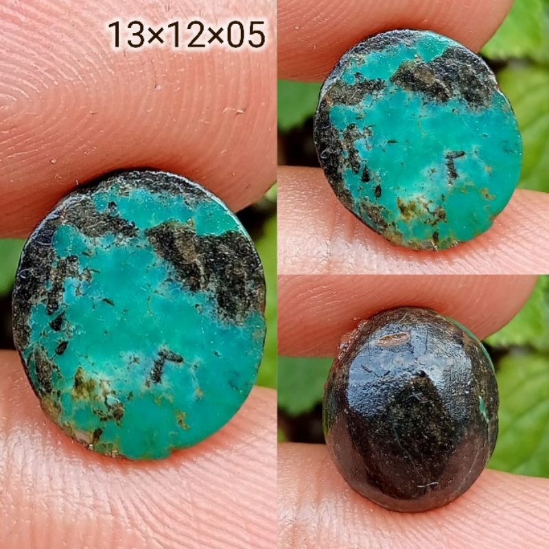 Pirus Persia Urat Hitam