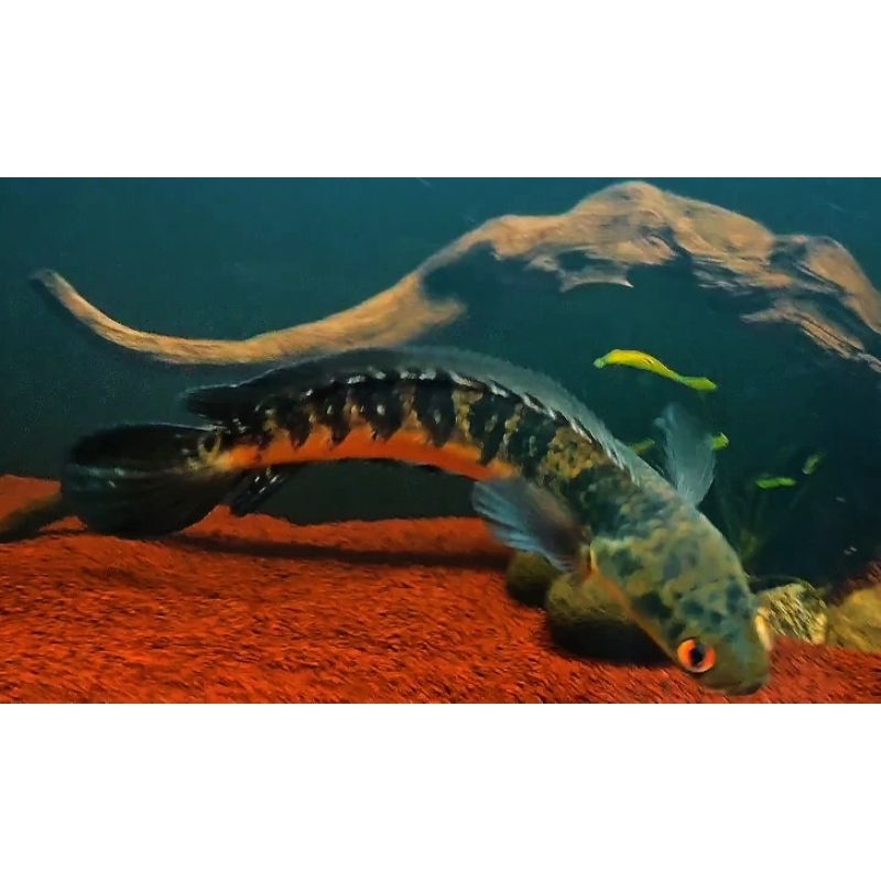 Channa Maru Orange Riau 28cm Siap Display