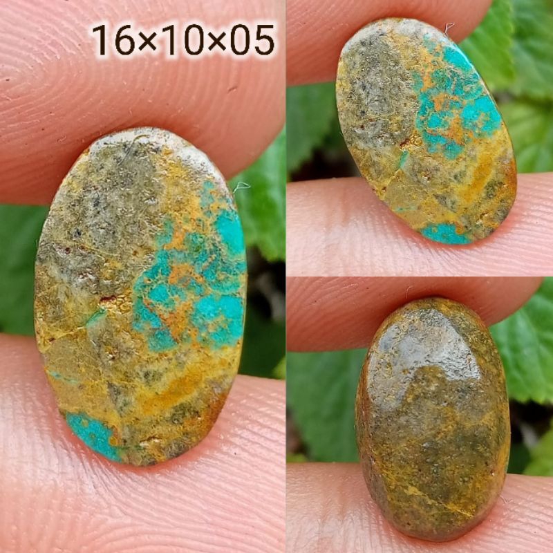 Pirus Persia Toska Urat Mas