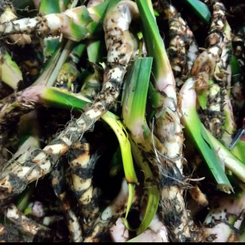 

Jerangau/Jeringau Segar 1kg
