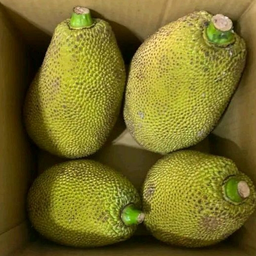 

Gori / nangka muda