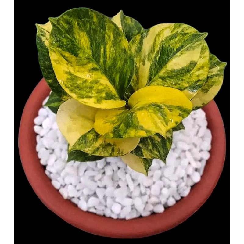 ANTURIUM JEMANI STARLET VARIGATA