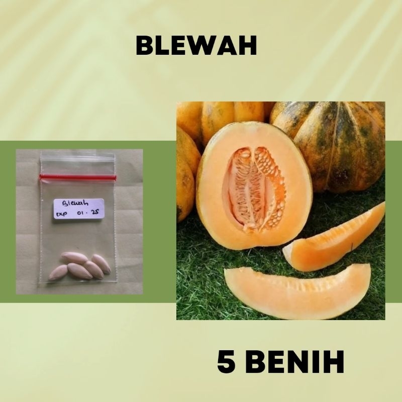 benih buah blewah benih buah murah