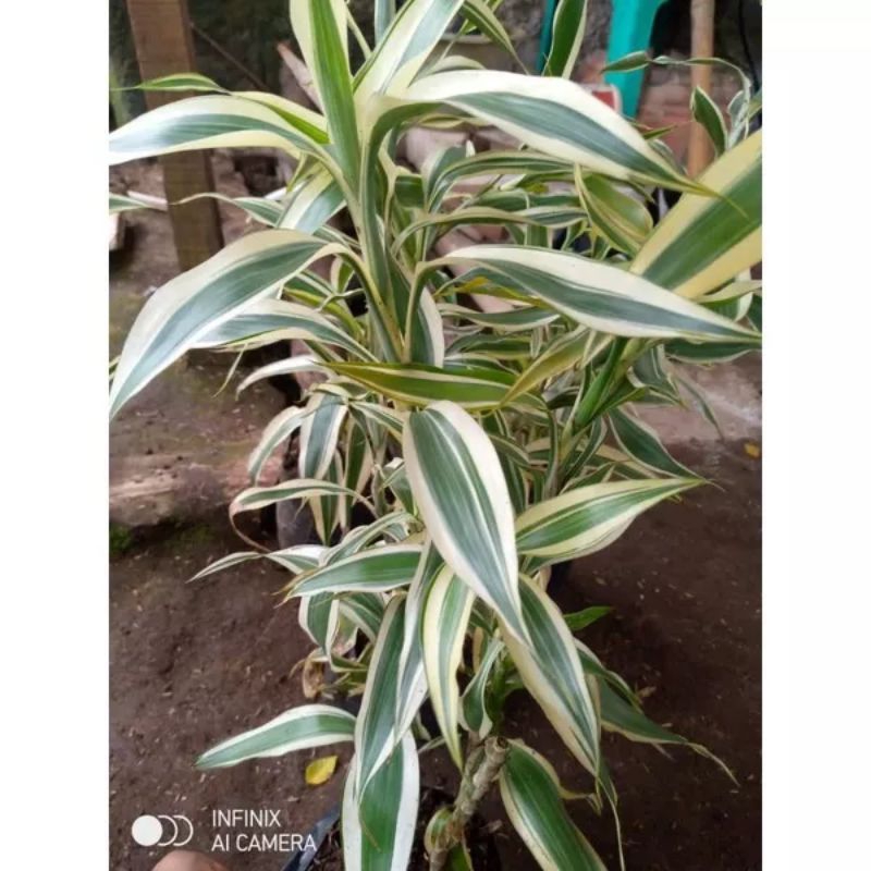 MURAH TANAMAN HIAS SRI REJEKI VARIGATA - BAMBU CINA VARIGATA