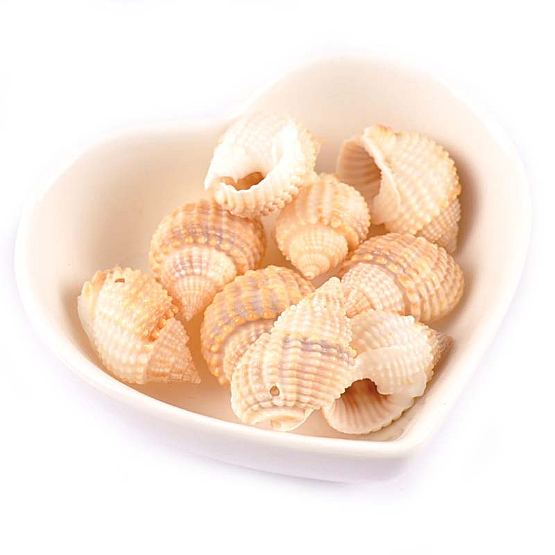 (±35pcs) Kerang sedang dan besar / Cangkang kerang / Kerang-kerangan / Kulit kerang / Shell / Keraji