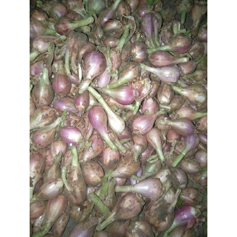 

Bawang sumenep mentah