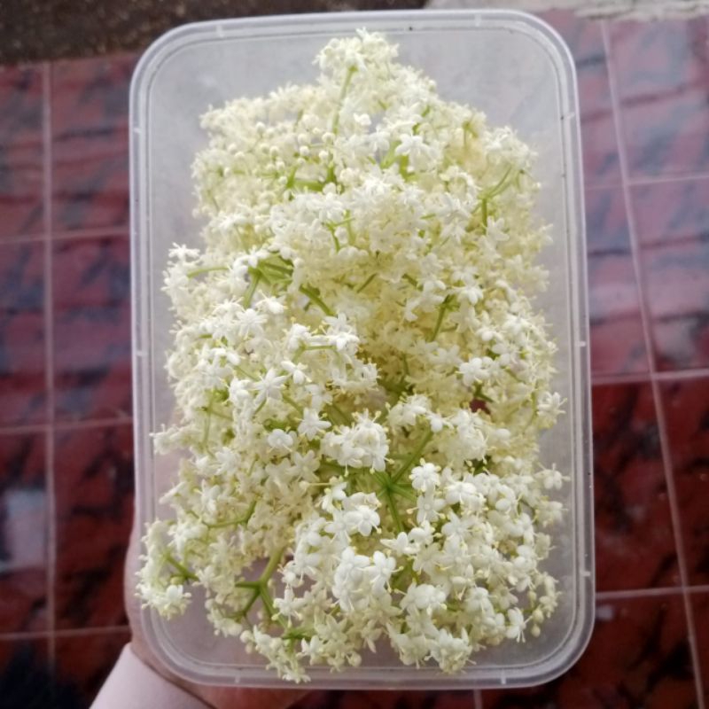 

Elder flower edible flower