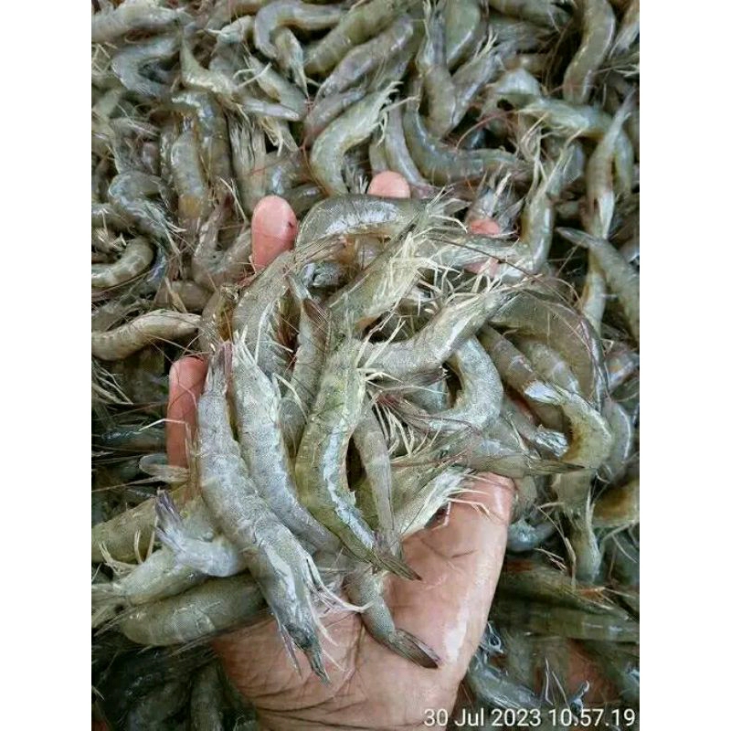

Udang Tenger / Udang Laut