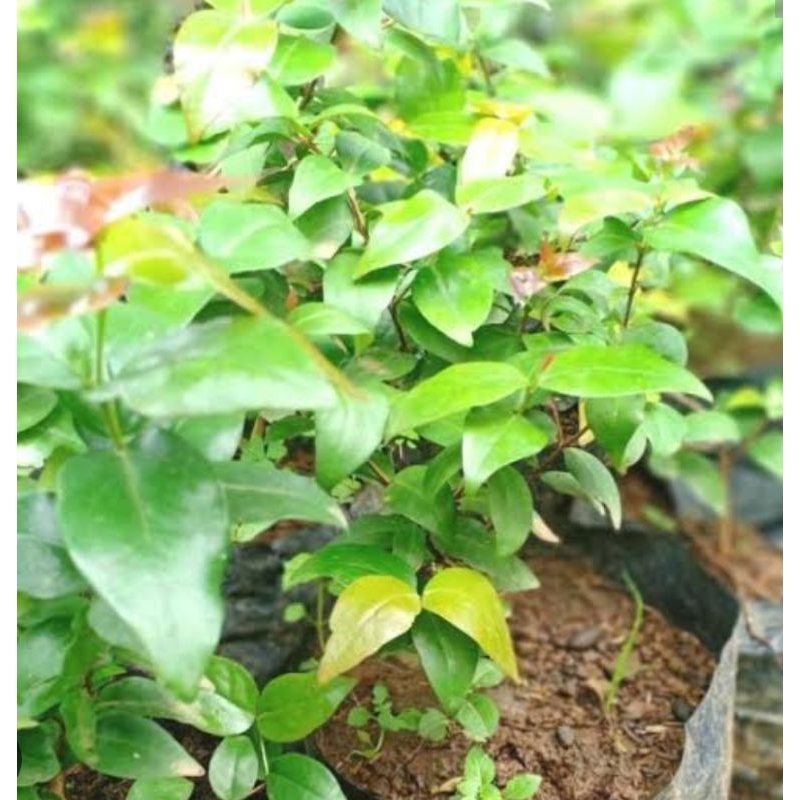 bibit dewandaru besar siap tanam