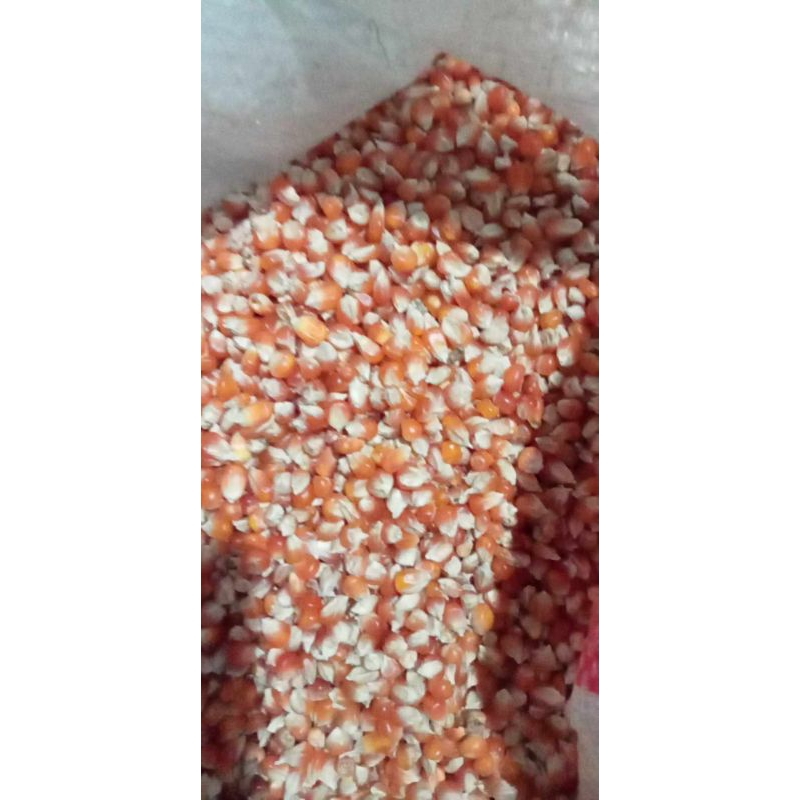 jagung merpati 1 kg
