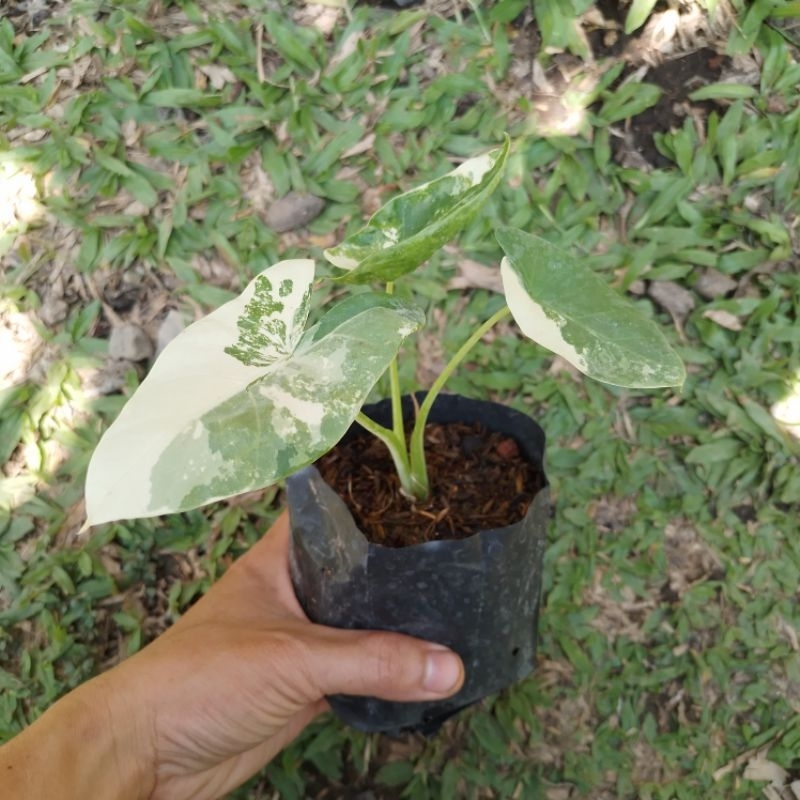 Sente varigata / alocasia macrorrizha variegata