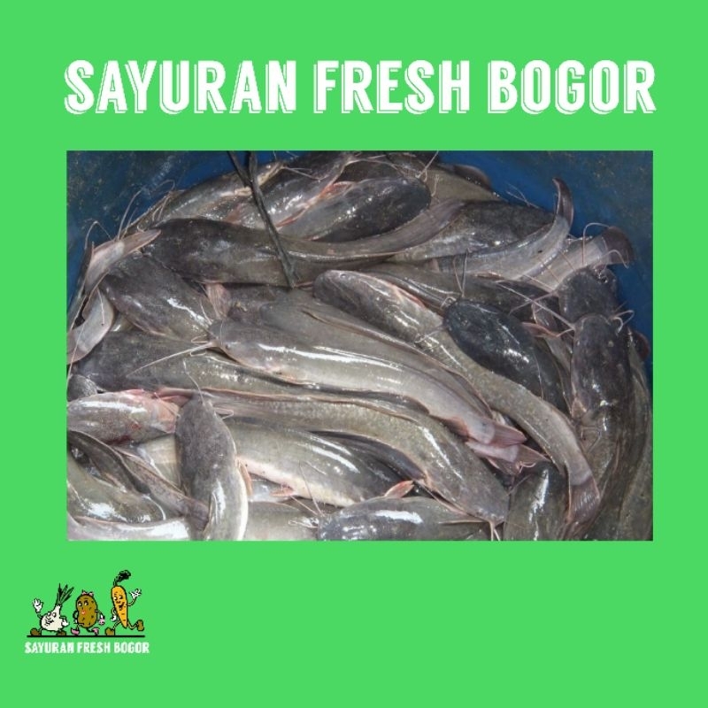 

Ikan Lele Segar, Sudah Bersih ( 500 Gram ) | Sayuran Fresh Bogor