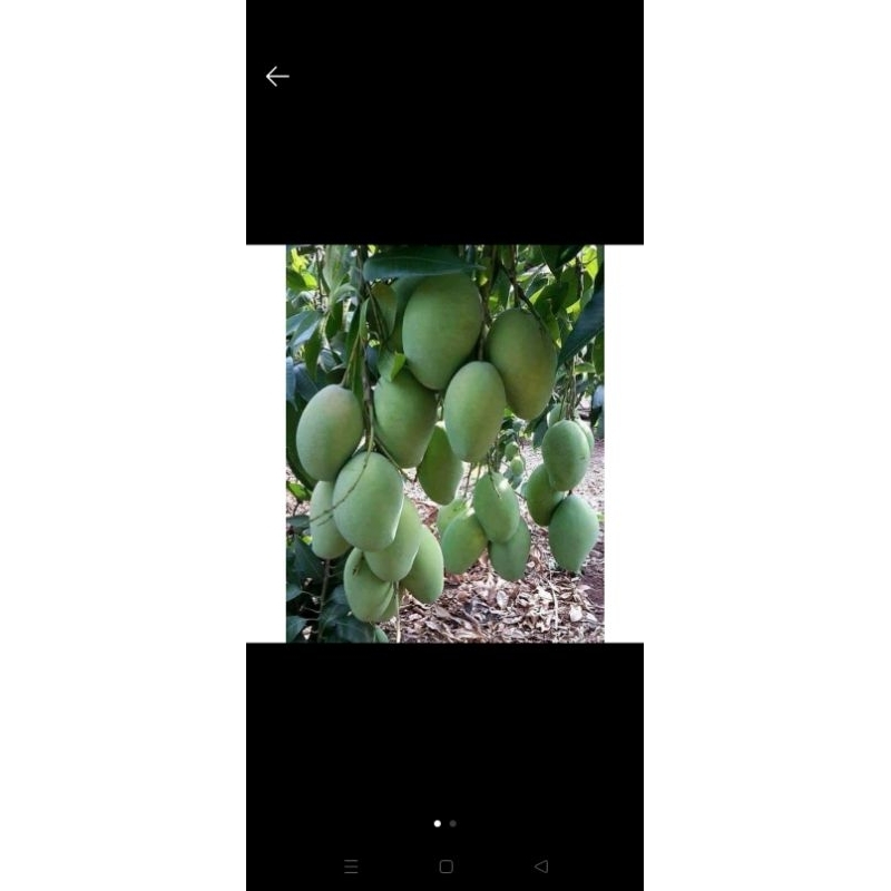 mangga manalagi kondisi berbunga/berbuah